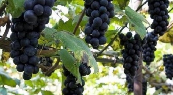 Korea set to expand grape exports to Australia
