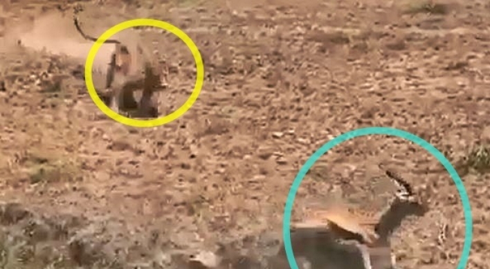 (영상) 사자에게 쫓기던 가젤, 순간의 패착… 참담한 결과