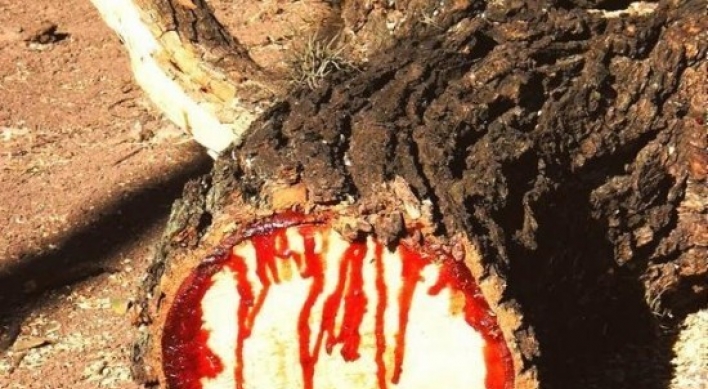 피 흘리는 나무, 정체는 '용혈수'