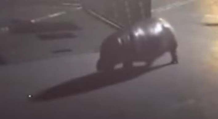 (영상) 동물원 탈출한 하마가 향한 의외의 장소