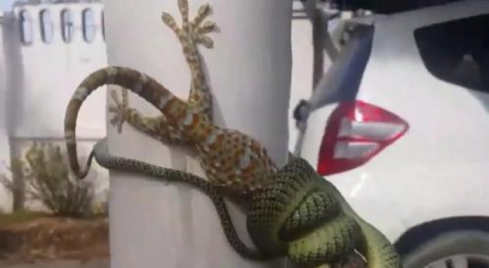 (영상) 태국 여행간 남성, 얽혀있는 뱀 맨손으로 ‘해결’