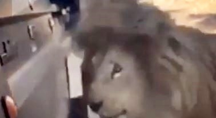 (영상) 사자 70마리 사는 곳 들어간 직후 ‘망부석 신세’