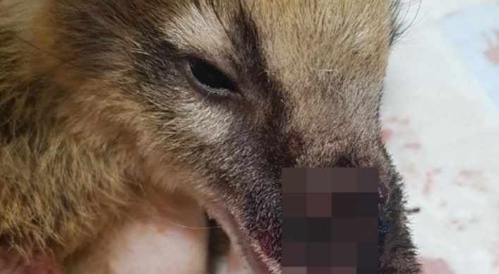 Animal cafe accused of negligence after fox kills coati