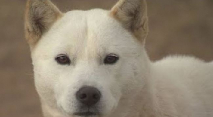 Man booked for killing Jindo dog