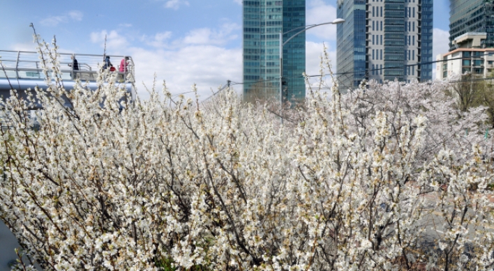 [Photo News] Cherry blossom season has arrived