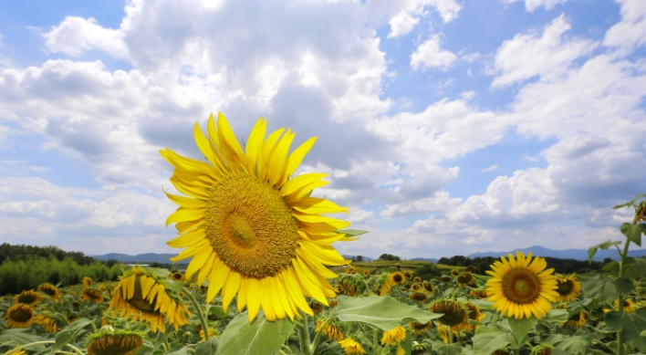 [Photo News] Sea of giant, yellow sunflowers at Haman county