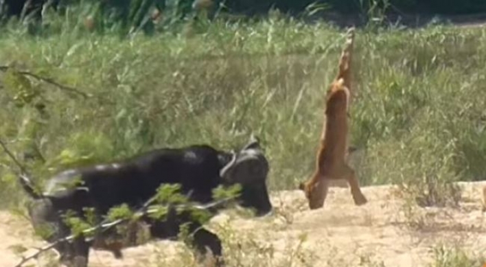 (영상) 사자 이마에다 강슛...‘비거리 어마어마’