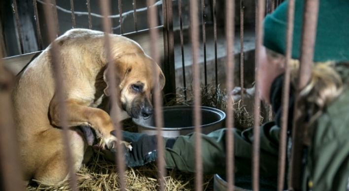 [Video] Inside dog farm in Korea