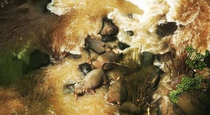 새끼 구하려다…태국 국립공원 폭포서 코끼리 6마리 '떼죽음'
