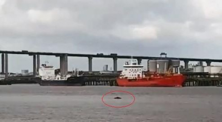 英 템스강에서 포착된 고래 이틀만에 죽은 채 발견