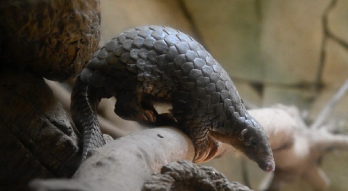 Pangolin identified as potential link for coronavirus spread