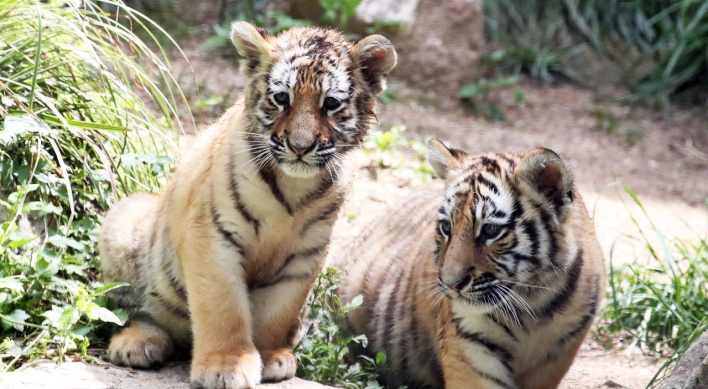 [Photo News] Tiger family at S. Korean amusement park