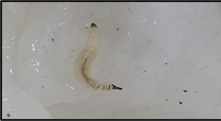 [Newsmaker] Larvae found in 7 water-purifying facilities
