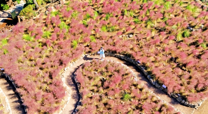 [Photo News] Pink spreads through Jeju Island as autumn draws near