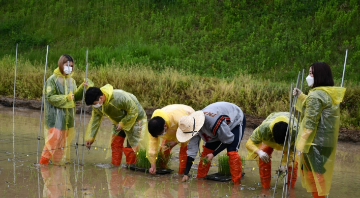 [Photo News] Spring rice-planting season begins in Korea