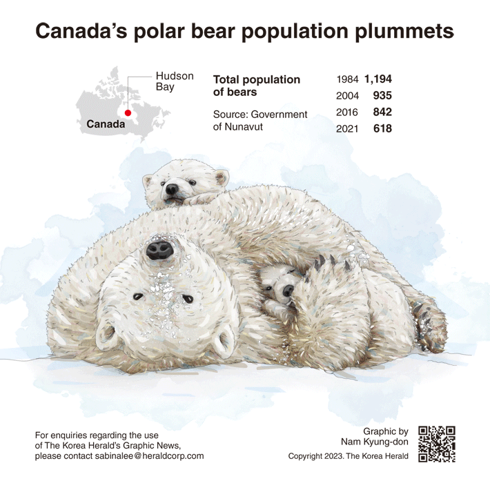 [Graphic News] Canada’s polar bear population plummets