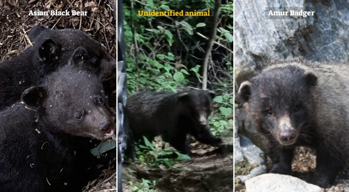 Bear or badger? Debates continue over photo of unidentified wild animal
