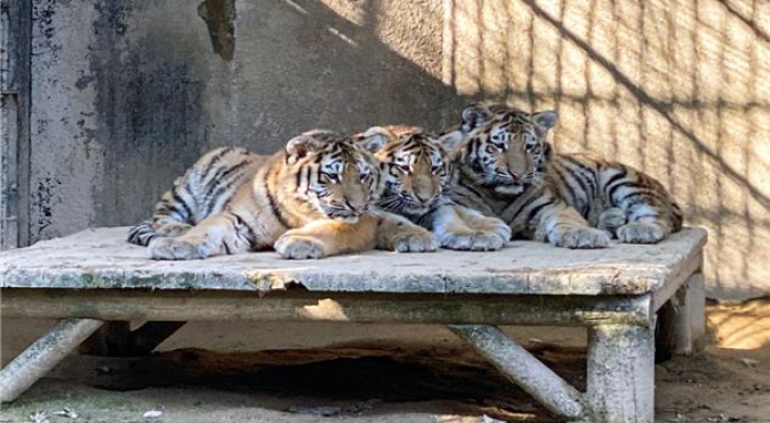 Siberian tiger cub dies days after 1st birthday at Seoul Grand Park