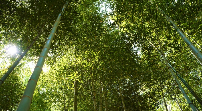 [One With Nature] Bask in Damyang’s nature with bamboo forest bathing