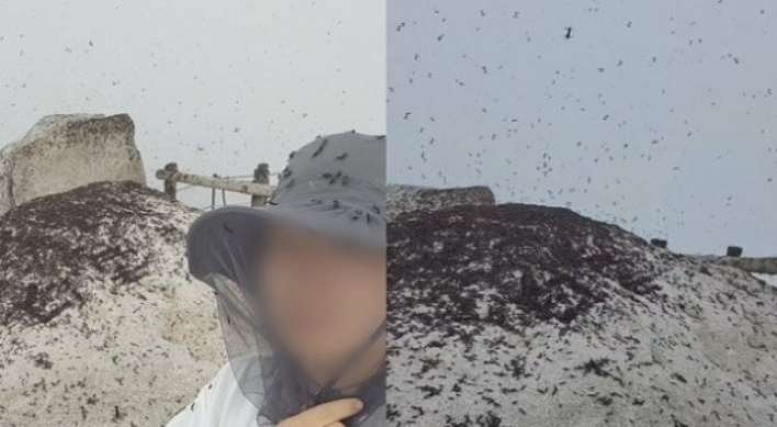 Photos of mountaintop lovebug invasion go viral