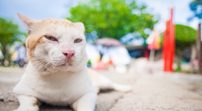 More suspected cases of cats with avian influenza reported in Seoul