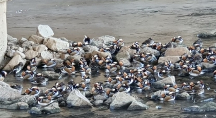 Rare mandarin duck flock spotted in Seoul