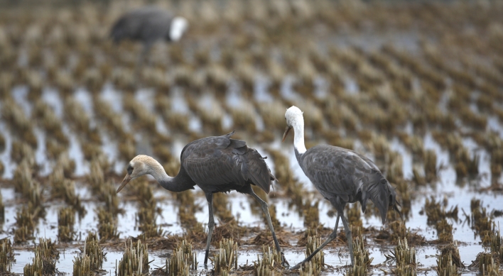 70% of globe's hooded cranes now in S. Korean bay: experts