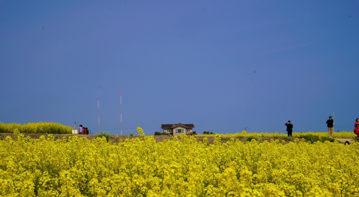 [Photo News] Pohang’s fields of canola flowers