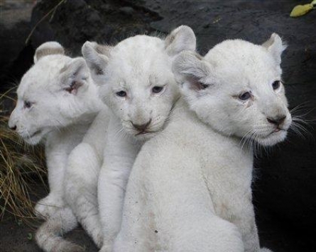 Cute! White lioness bears 3 cubs in Argentina