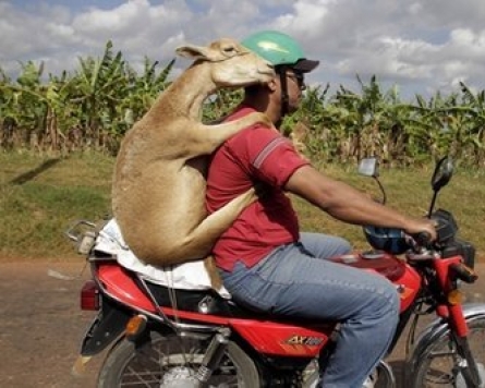 Man carries lamb on motorcycle