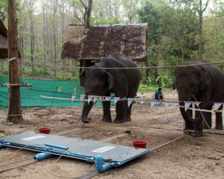 Elephants are quick learners, offer helping hand