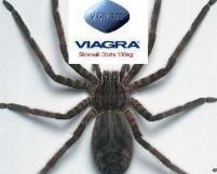 Spider venom can cause erection up to four hours