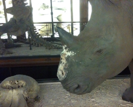 Rhino horn thieves fooled by replicas in U.K. heist
