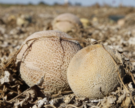 Cantaloupe outbreak kills at least 16 in United States