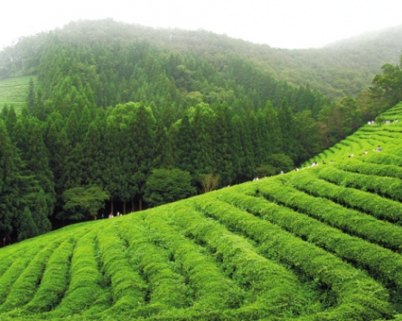 Sip, celebrate, and learn: Ways to enjoy Korean green tea