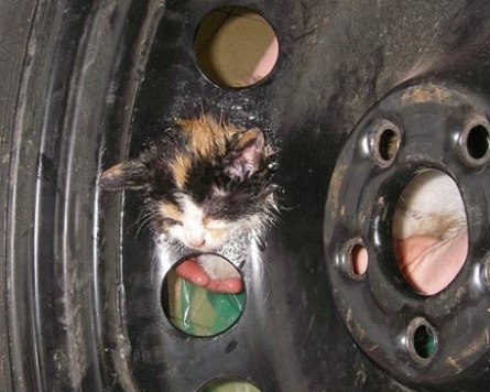 Kitten freed after getting her head stuck in tire
