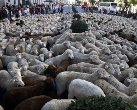 스페인 마드리드 양떼축제