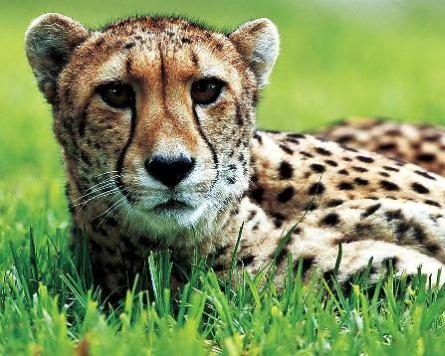 Cheetahs in race to survive