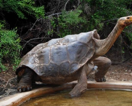 Effort to revive Galapagos tortoises once thought extinct