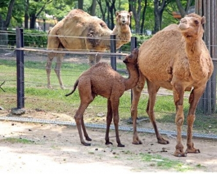 서울대공원에서 아기 낙타 '거봉' 탄생
