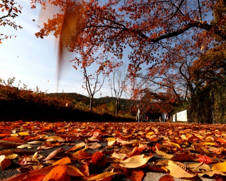 [Photo News] Autumn covers Seoul Grand Park in colorful leaves