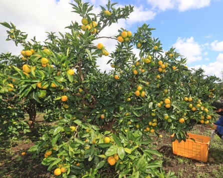 [Photo News] Harvesting tangerines on Jeju Island