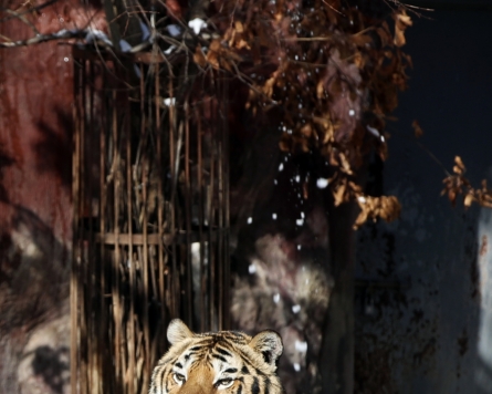 [Photo News] 2022: The year of the tiger
