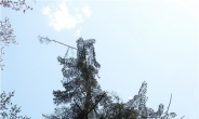 한반도 자생수종 ‘풍산가문비 나무’ 복원 식수 행사