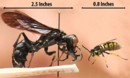 슈퍼 사이즈 ‘괴물 말벌’ 등장…“사람 위협할 수준”