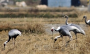 <포토뉴스>돌아온 재두루미