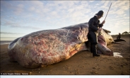 12m 괴물 고래, 사체 떠밀려와…이유는 ‘미스테리’