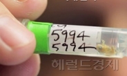 세상에서 가장 작은 척추동물은 개구리?…0.7 cm 개구리 발견