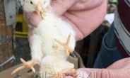 칠레서 ‘다리 4개’ 병아리 탄생…무슨 일?