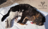 불에 탄 채 낚시 줄에 묶여 발견된 고양이…경찰 수사 착수